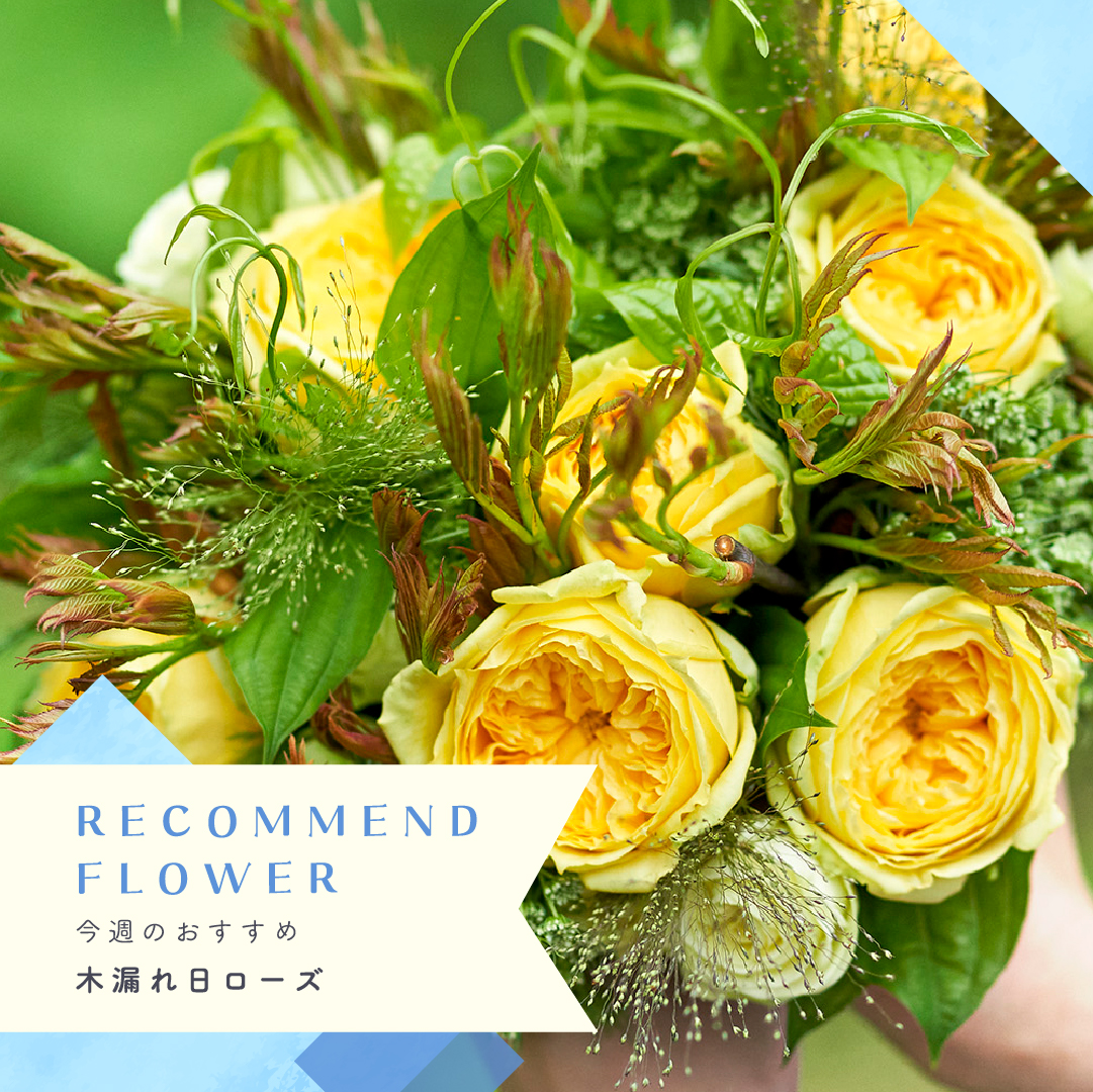 公式】日比谷花壇 日本橋高島屋店 | 日比谷花壇