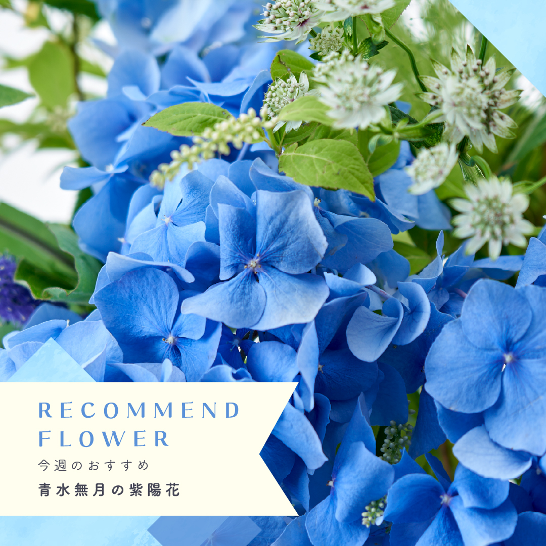 公式】日比谷花壇 日本橋高島屋店 | 日比谷花壇