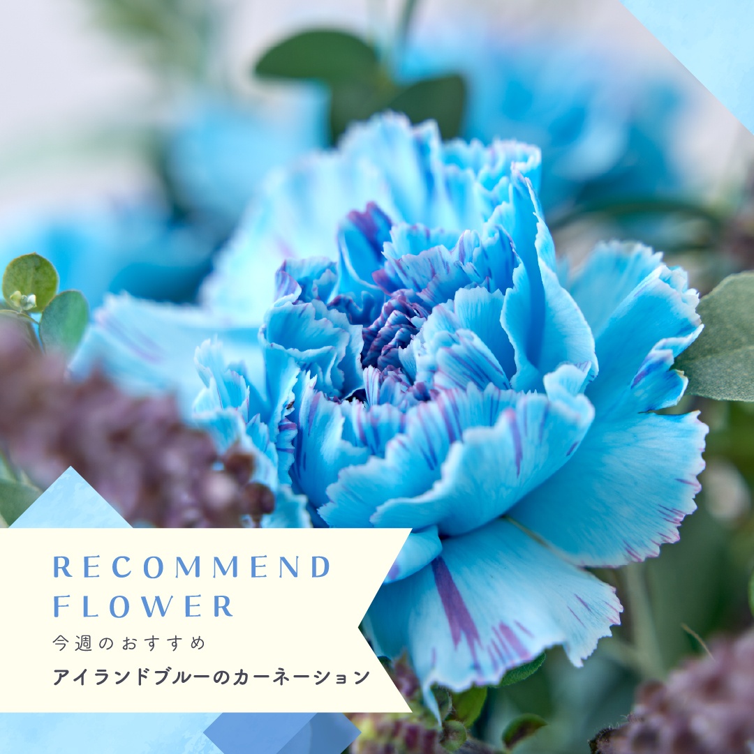 今週のおすすめは「アイランドブルーのカーネーション」💎 | Hibiya